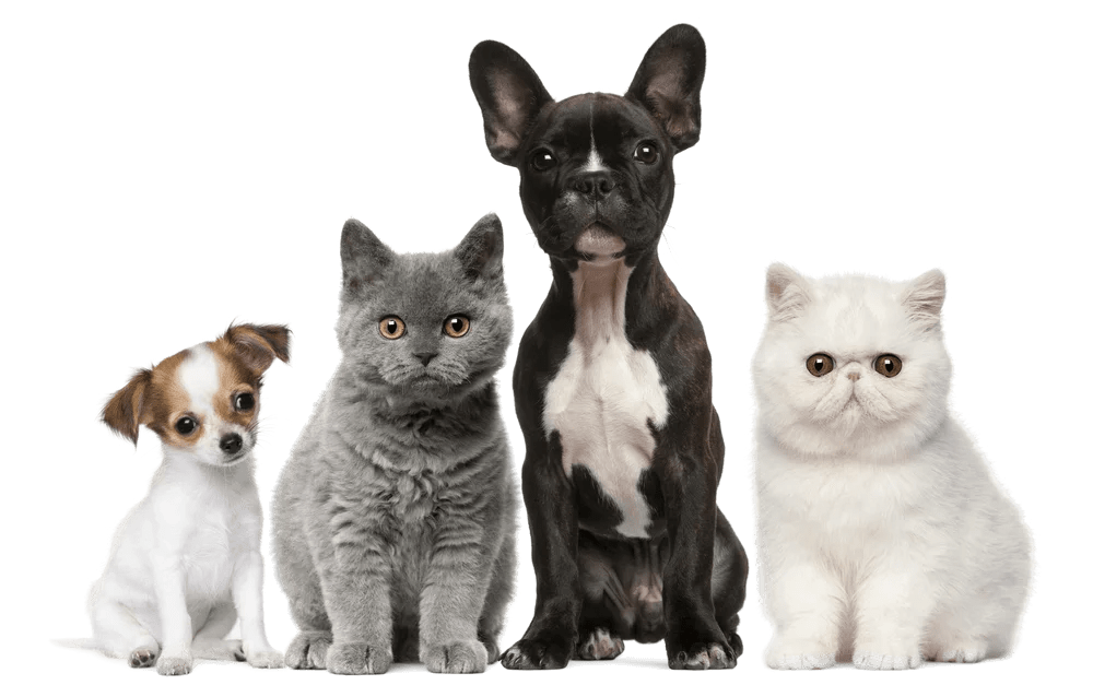 Pet Shop Paphos About Gems Our Story & Values