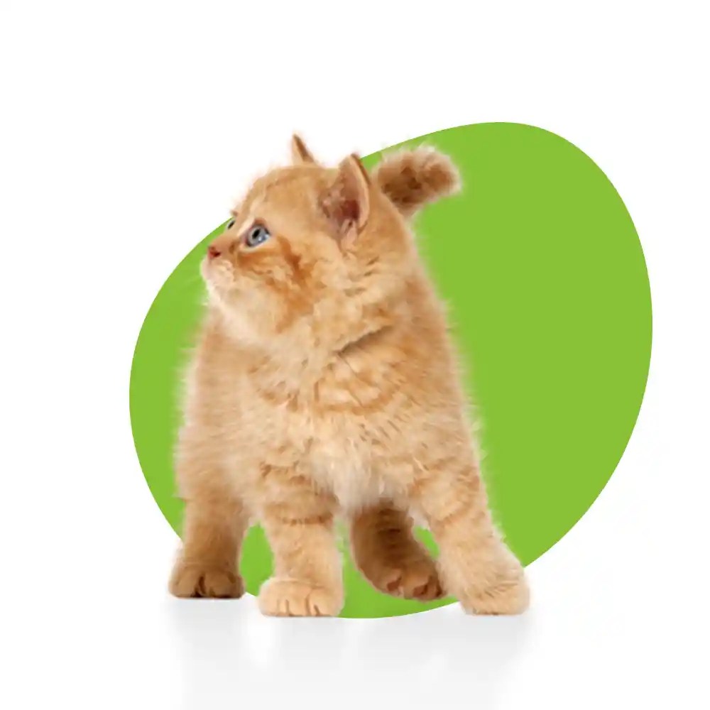 Cat Food in Cyprus Gems Online Pet Shop Paphos Gems Pets