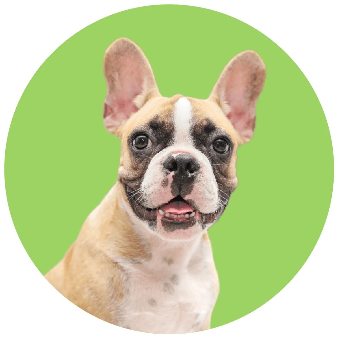 Pet Shop Cyprus Gems Online Pet Store Shipping Across Cyprus