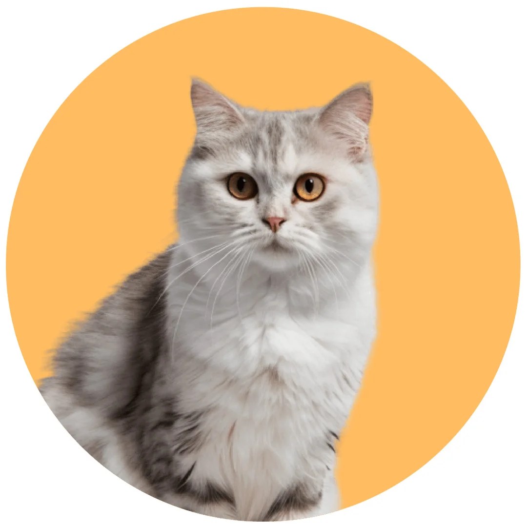 Pet Shop Cyprus Gems Online Pet Store Shipping Across Cyprus