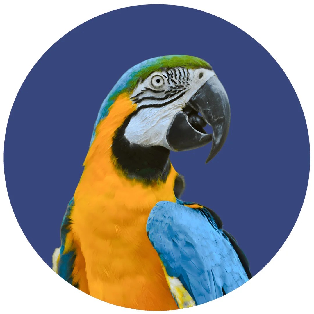 Pet Shop Cyprus Gems Online Pet Store Shipping Across Cyprus