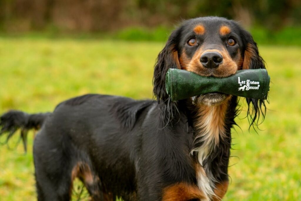 Gundog Training With Gencon Dog Leads Gencon
