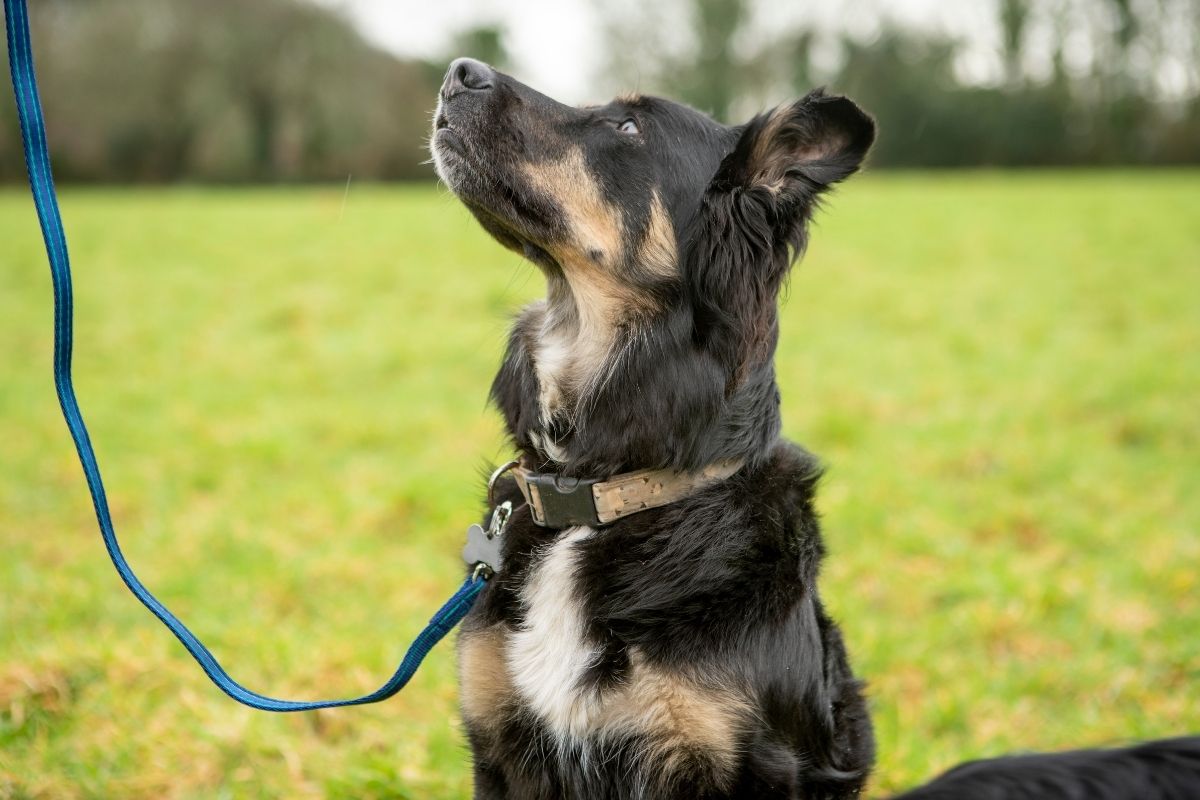 What is the Best Lead to Stop a Dog Pulling? Gencon All in 1 Dog Leads