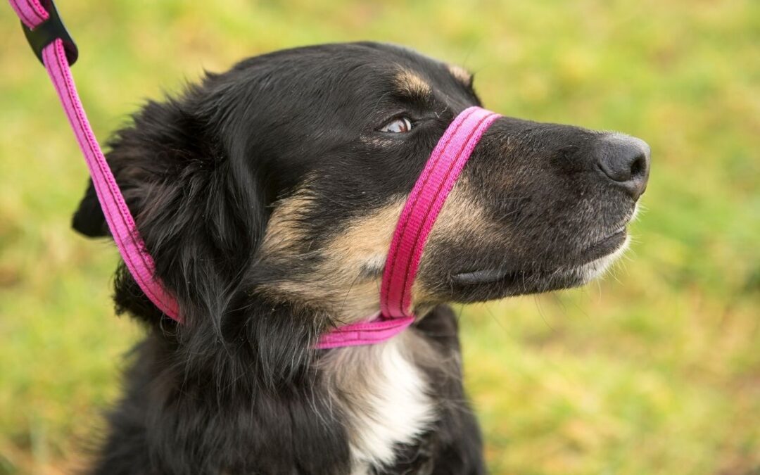 Why Figure of 8 Training Leads are Great for Dogs Gencon AllIn1