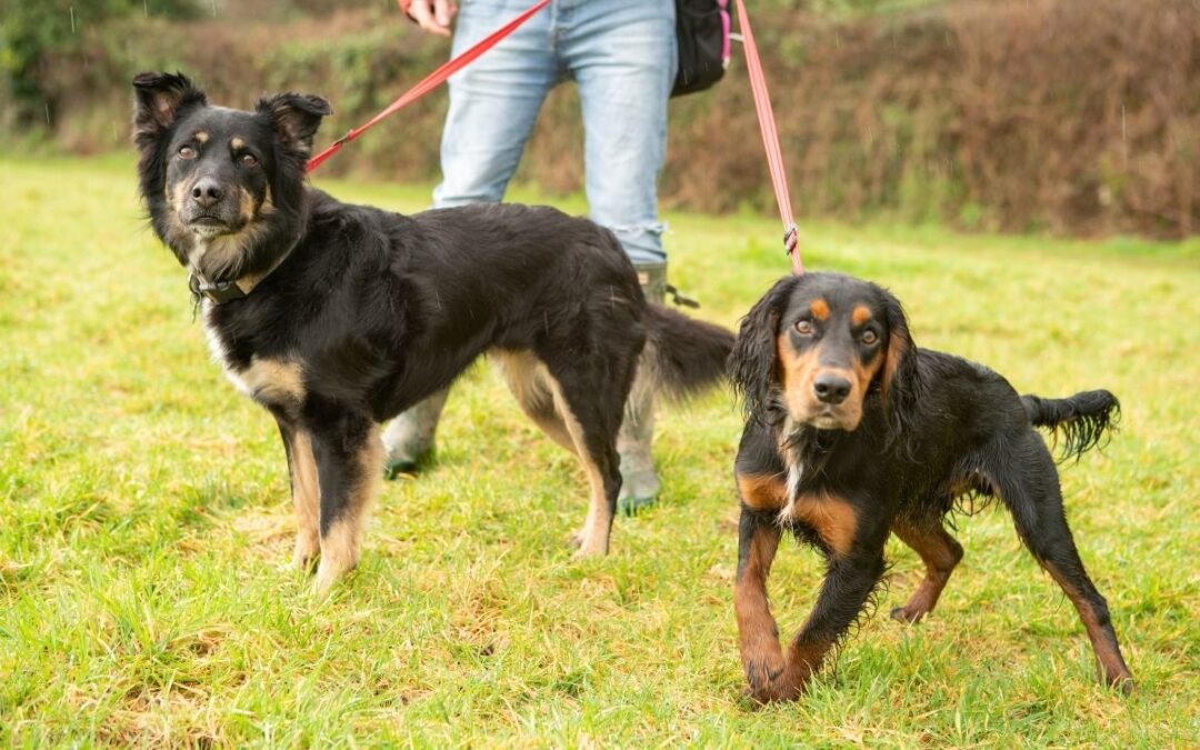 What is the Best Lead to Stop a Dog Pulling? Blog Gencon Allin1