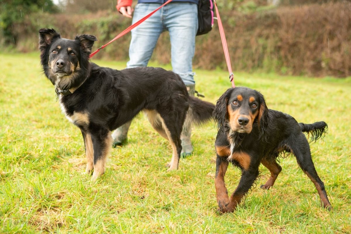 What is the Best Lead to Stop a Dog Pulling? Blog Gencon Allin1