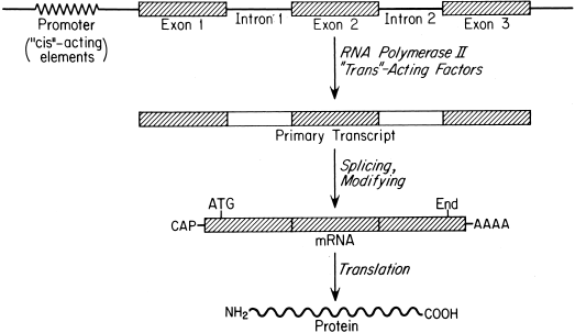Gene Quantification & mRNA analysis methods & mRNA quantification