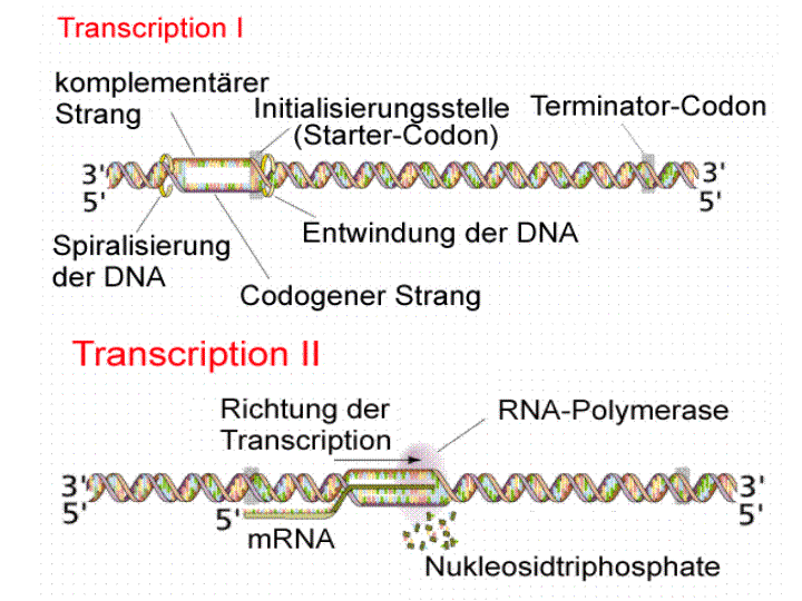 Gene Quantification & mRNA analysis methods & mRNA quantification