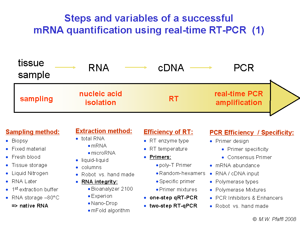 Gene Quantification & optimisation realtime / PCR / RTPCR
