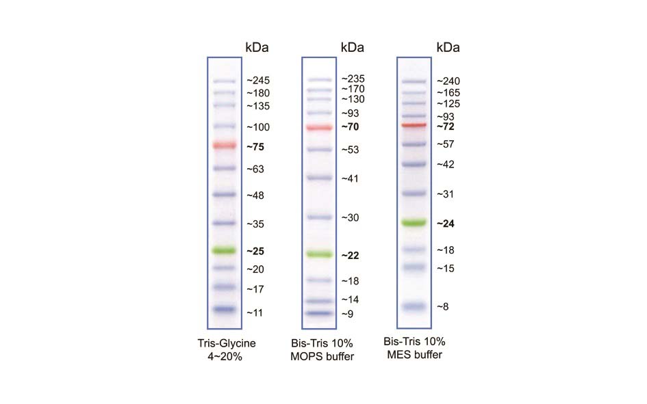 BLUeye PreStained Protein Ladder, (10245kDa), Approx 250 loads GENEFLOW