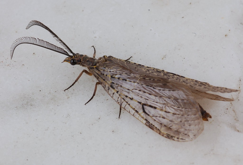 Corydalidae Alchetron, The Free Social Encyclopedia
