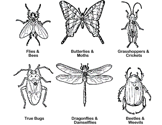 A Guide To Mounting Insects on Pins ENT 425 General Entomology
