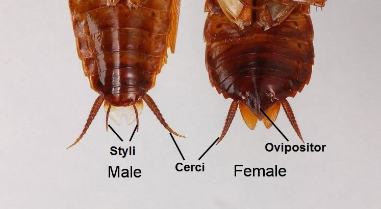 Roach Guts Gallery ENT 425 General Entomology