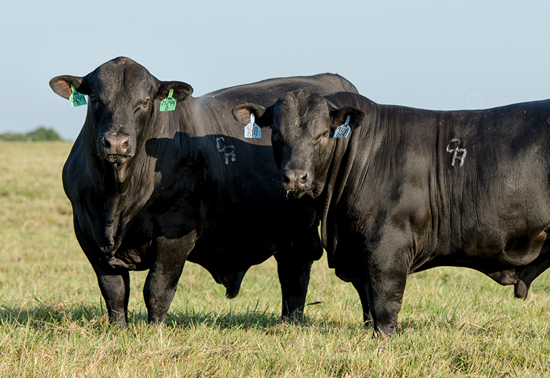 Chimney Rock Cattle Company GENEPLUS Brangus
