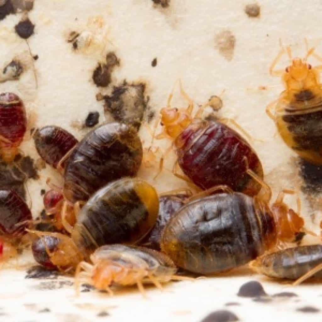 Bed Bugs How to Get Ready for the Exterminator and Get the Bugs Out of