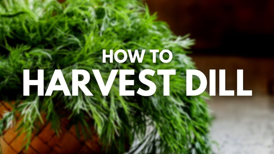 How To Harvest Dill Without Killing The Plant [Best Tips]