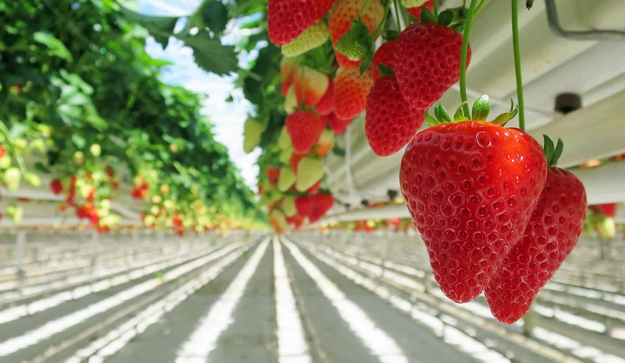 What is hydroponically grown strawberries? What are the benefits of the