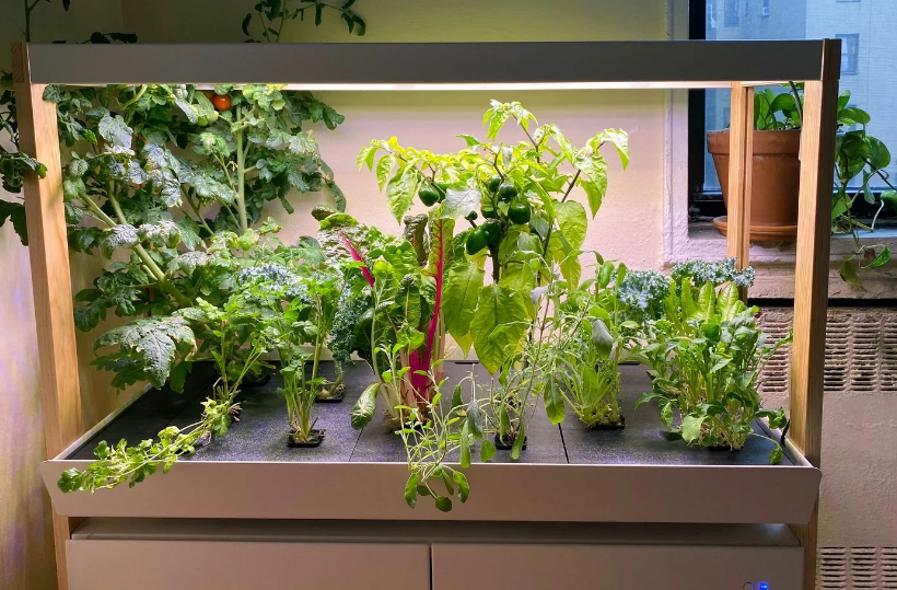 How To Grow Hydroponic Herbs At Home 5 Top Best Tips