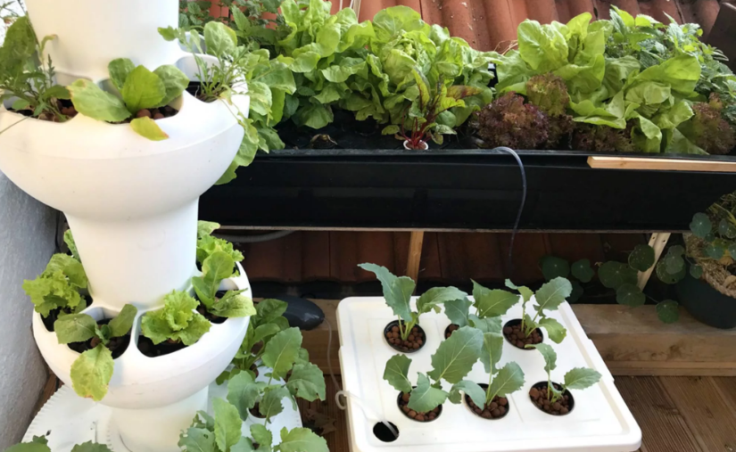 How To Grow Hydroponic Herbs At Home 5 Top Best Tips