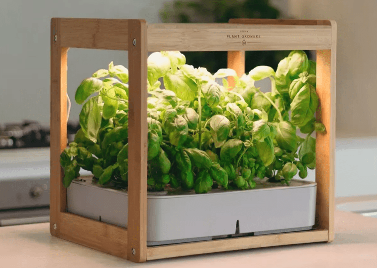 How To Grow Hydroponic Herbs At Home 5 Top Best Tips