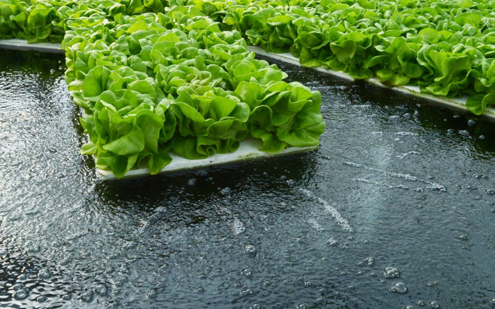 Water For Hydroponics Best Types And Treatment Methods 2023