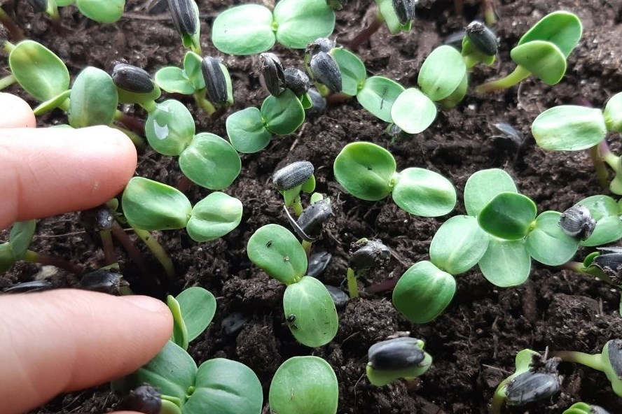 How To Start Seeds For Hydroponics Stepbystep Guide 2023