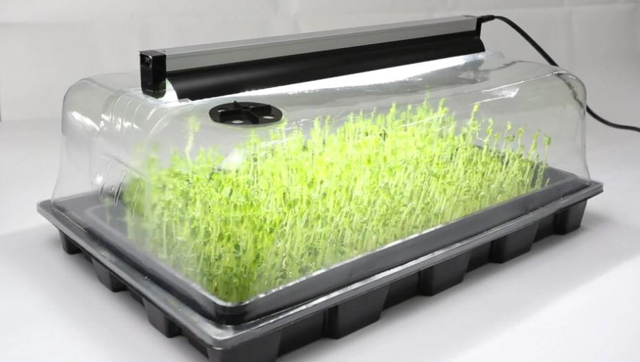 How To Start Seeds For Hydroponics Stepbystep Guide 2023