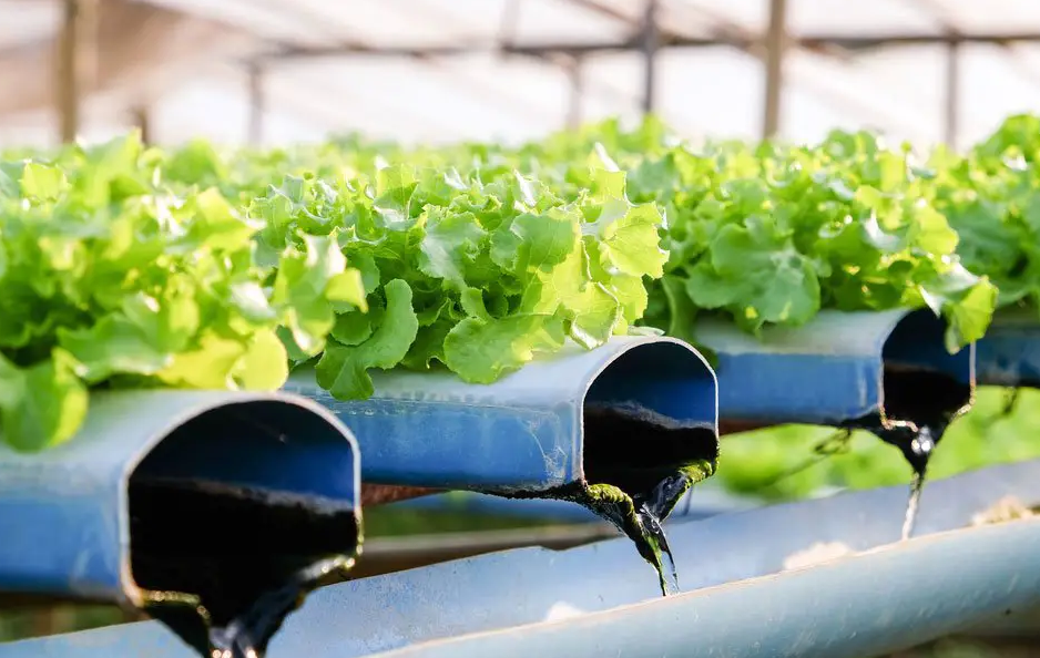 General Hydroponics Guide