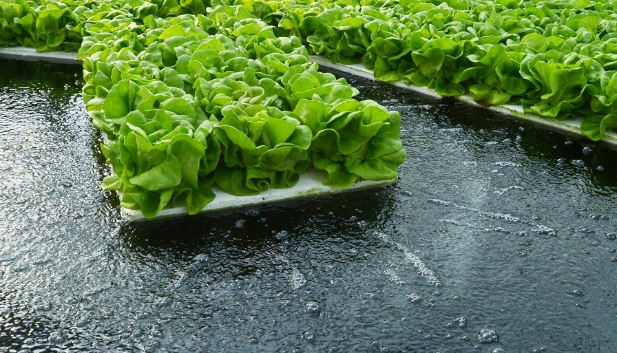 Ebb And Flow VS DWC Advantages Disadvantages & Guide