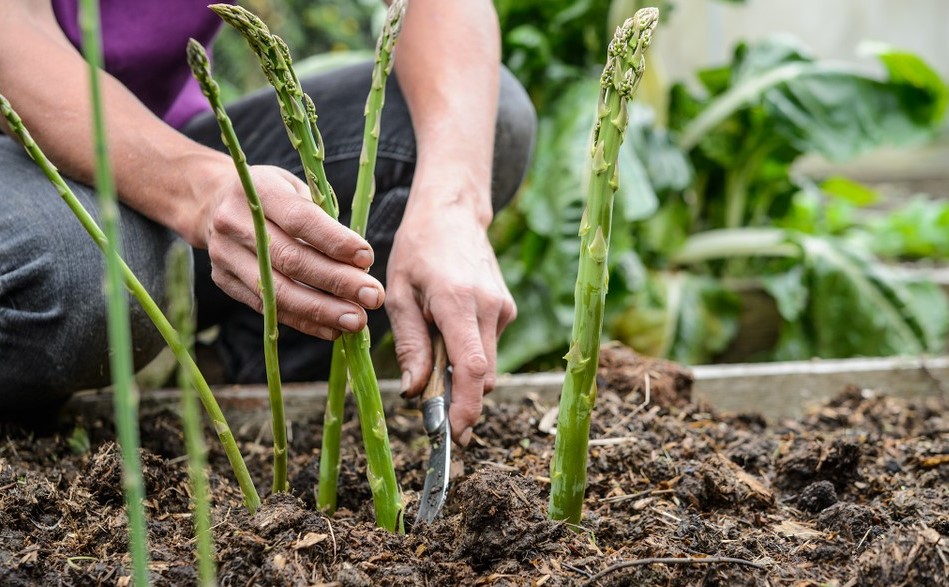How To Grow Hydroponic Asparagus [Best Helpful Tips & Review]