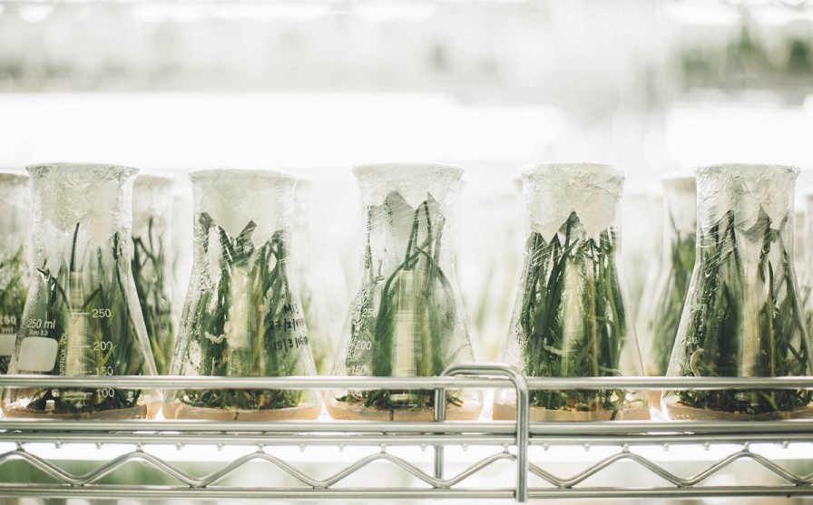 How To Grow Hydroponic Asparagus [Best Helpful Tips & Review]