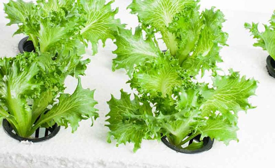 From Seed To Harvest What Can You Grow With The Kratky Method