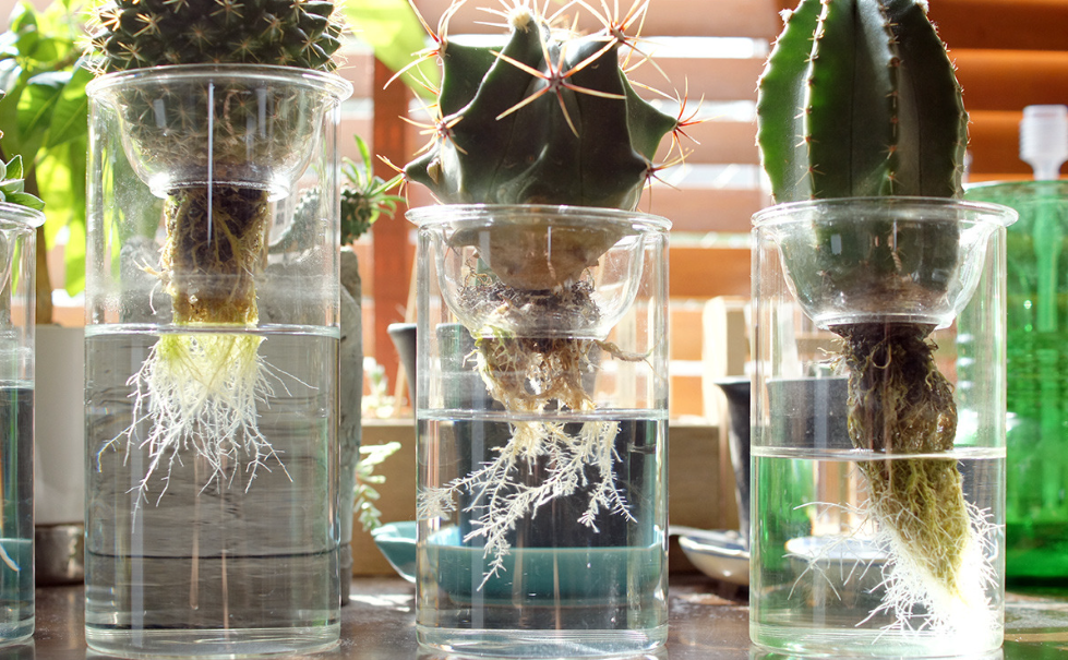 General Hydroponics Guide