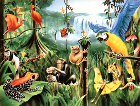 Ecosystem Animals Tropical Rainforest - Travel,Nature| Nature and Traveling: Rainforest