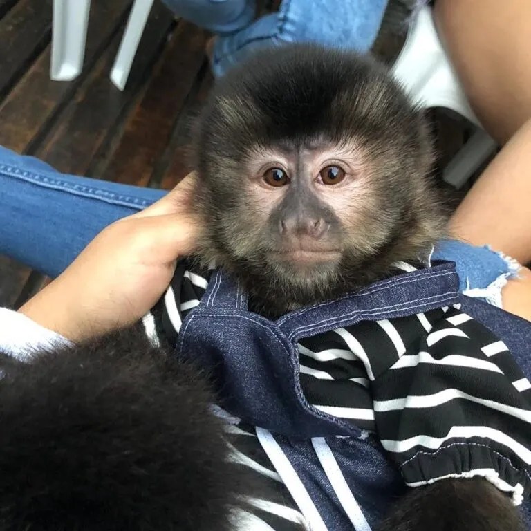 Products General Monkeys For Adoption