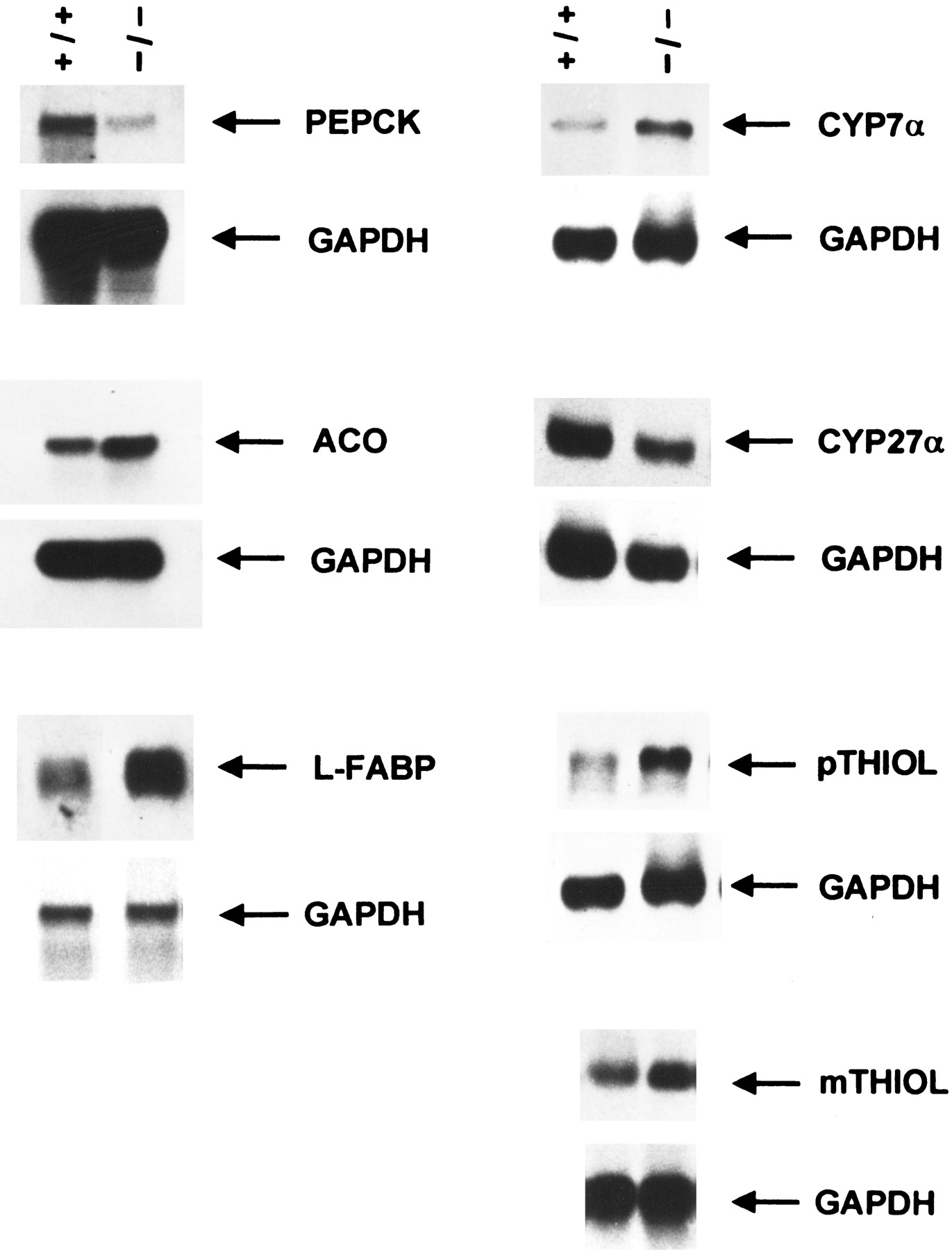 Defective peroxisomal catabolism of branched fatty acyl coenzyme A in mice lacking the sterol