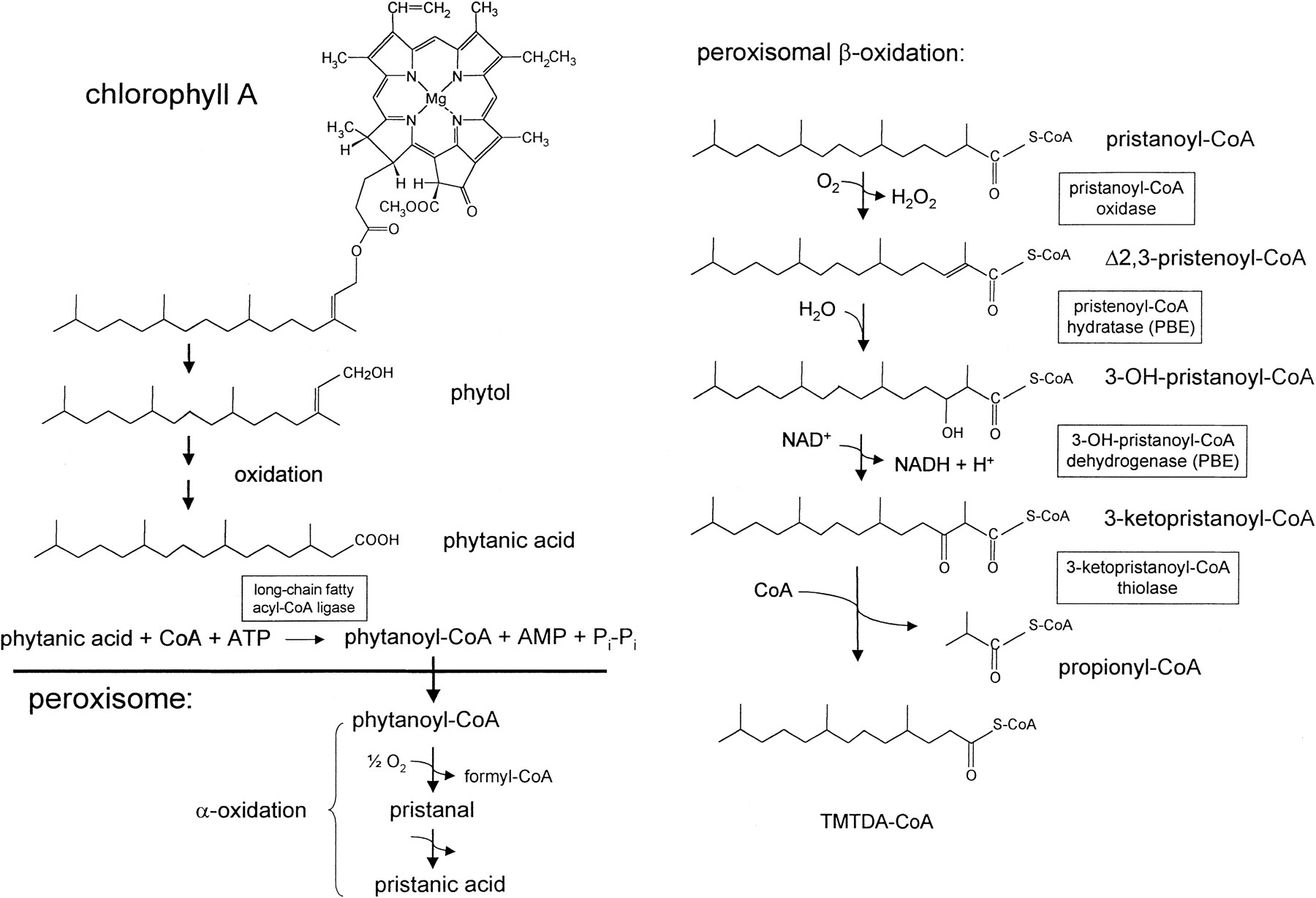 Defective peroxisomal catabolism of branched fatty acyl coenzyme A in mice lacking the sterol