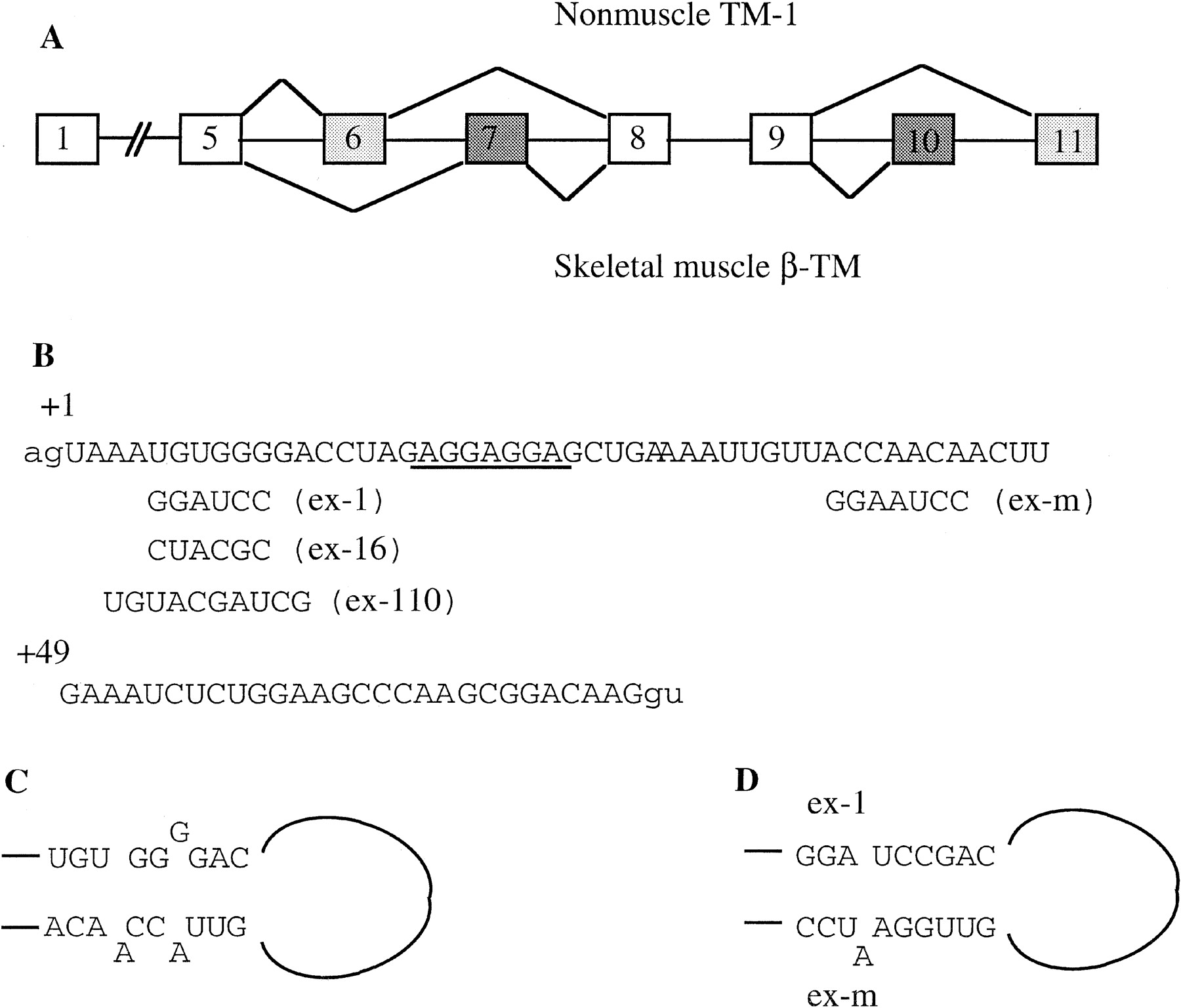 Binding of hnRNP H to an exonic splicing silencer is involved in the