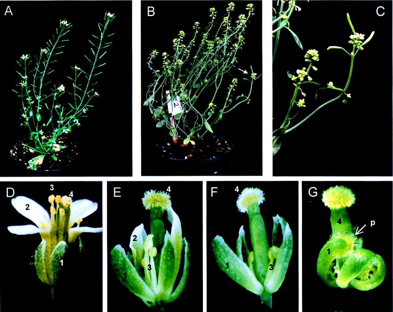 Arabidopsis STERILE APETALA, a multifunctional gene regulating
