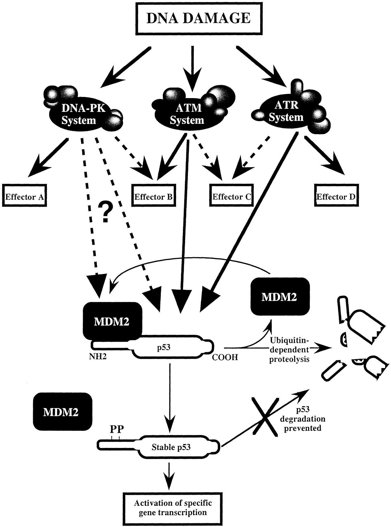 The DNAdependent protein kinase