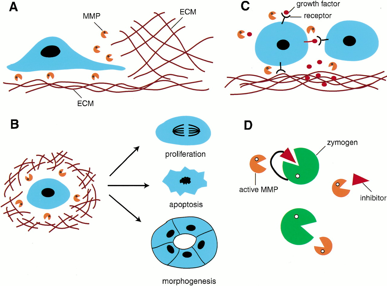 Matrix metalloproteinases effectors of development and normal physiology