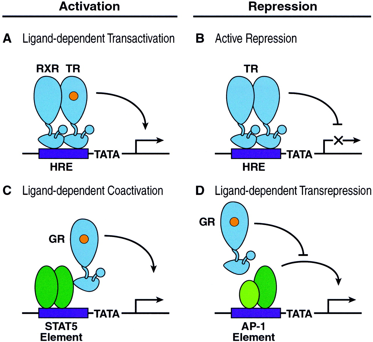The coregulator exchange in transcriptional functions of nuclear receptors