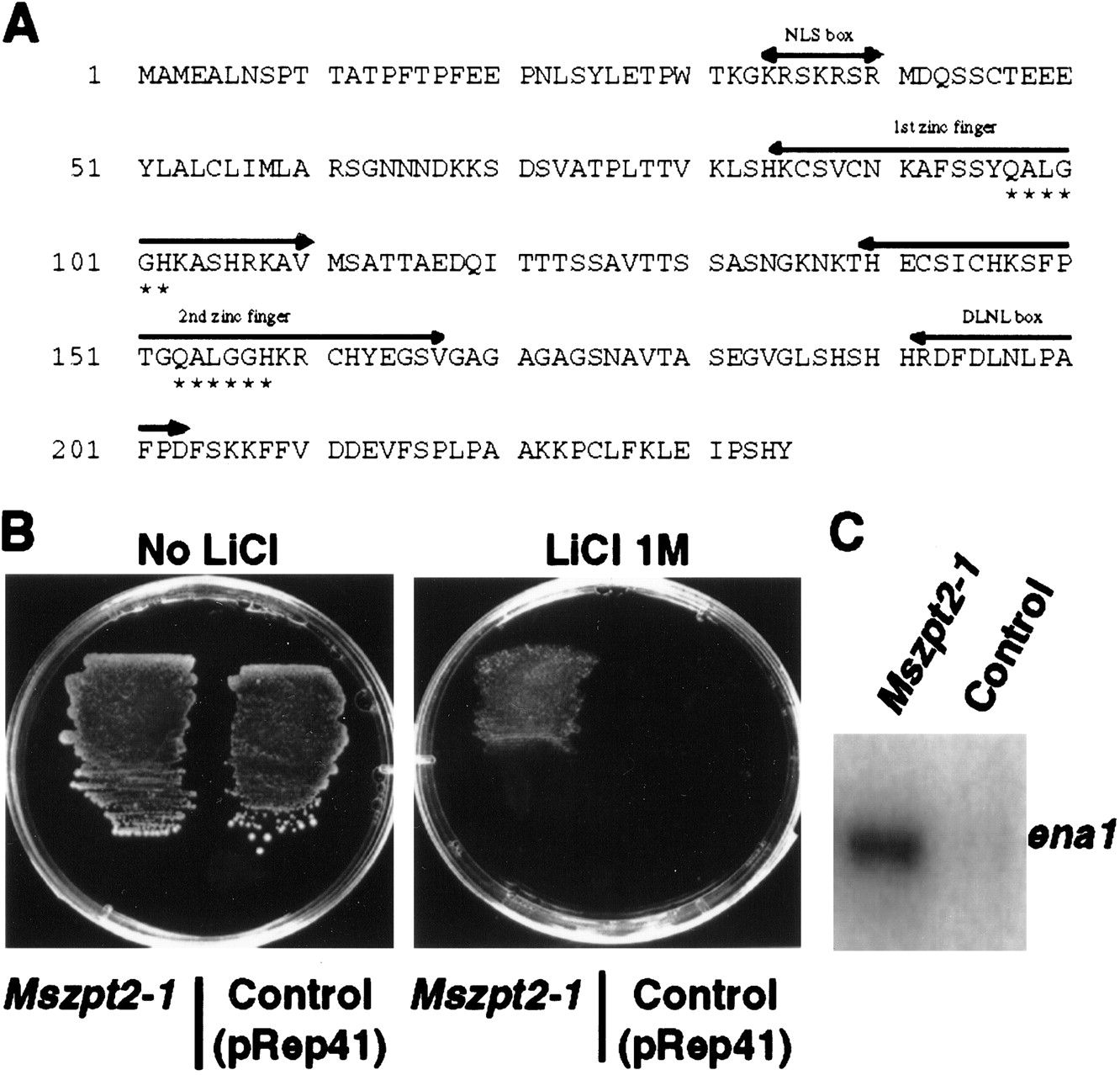 A Krüppellike zinc finger protein is involved in nitrogenfixing root