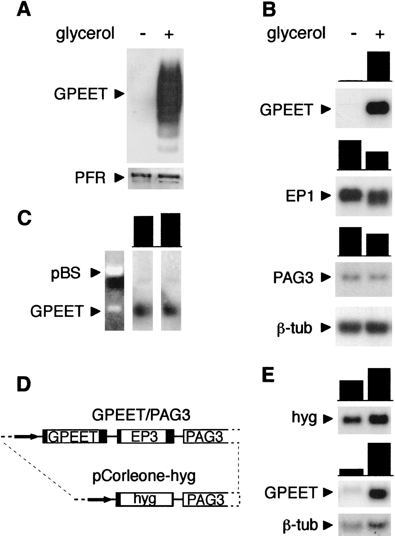 A major surface glycoprotein of Trypanosoma brucei is expressed