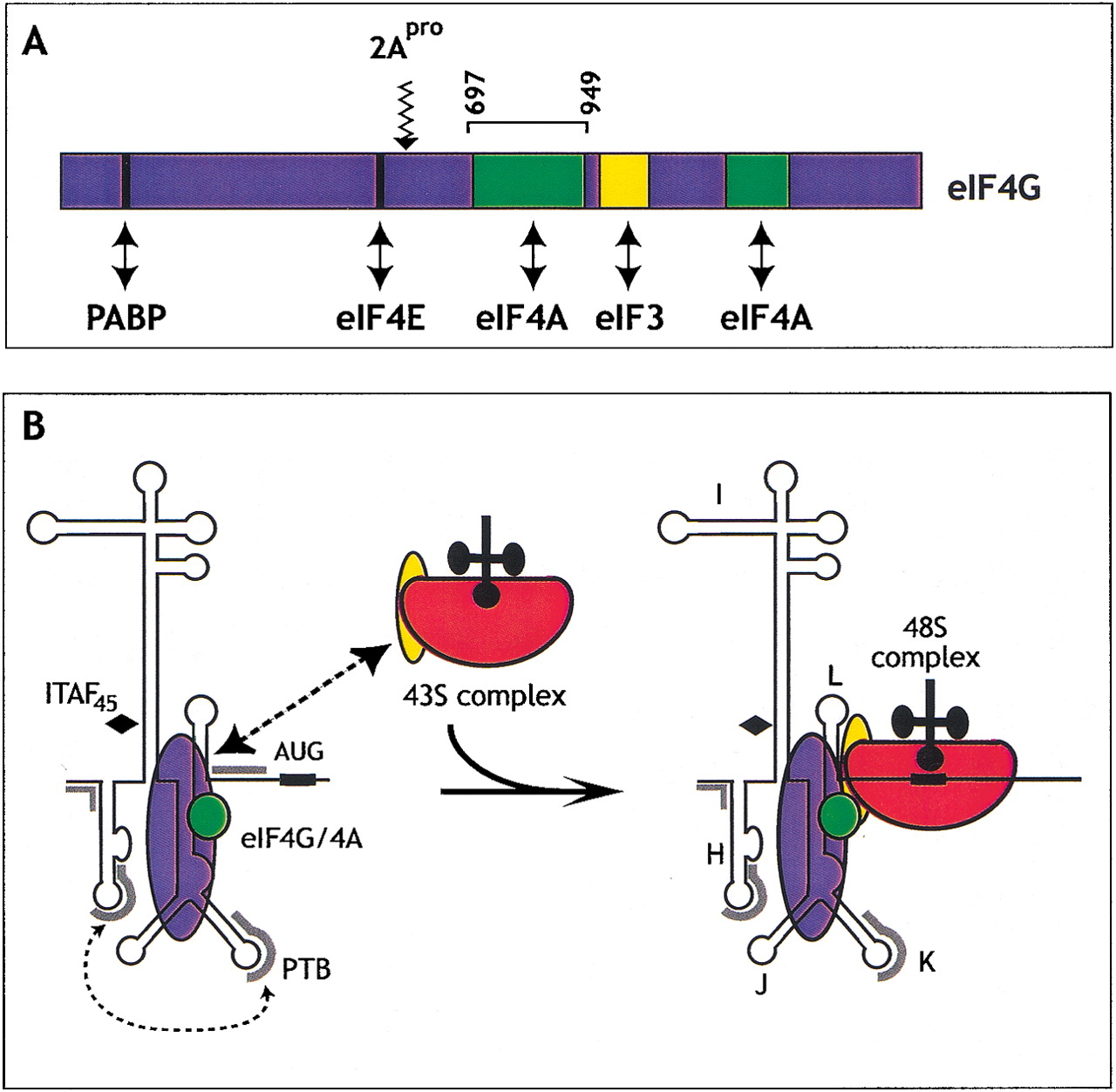 Internal ribosome entry sites in eukaryotic mRNA molecules