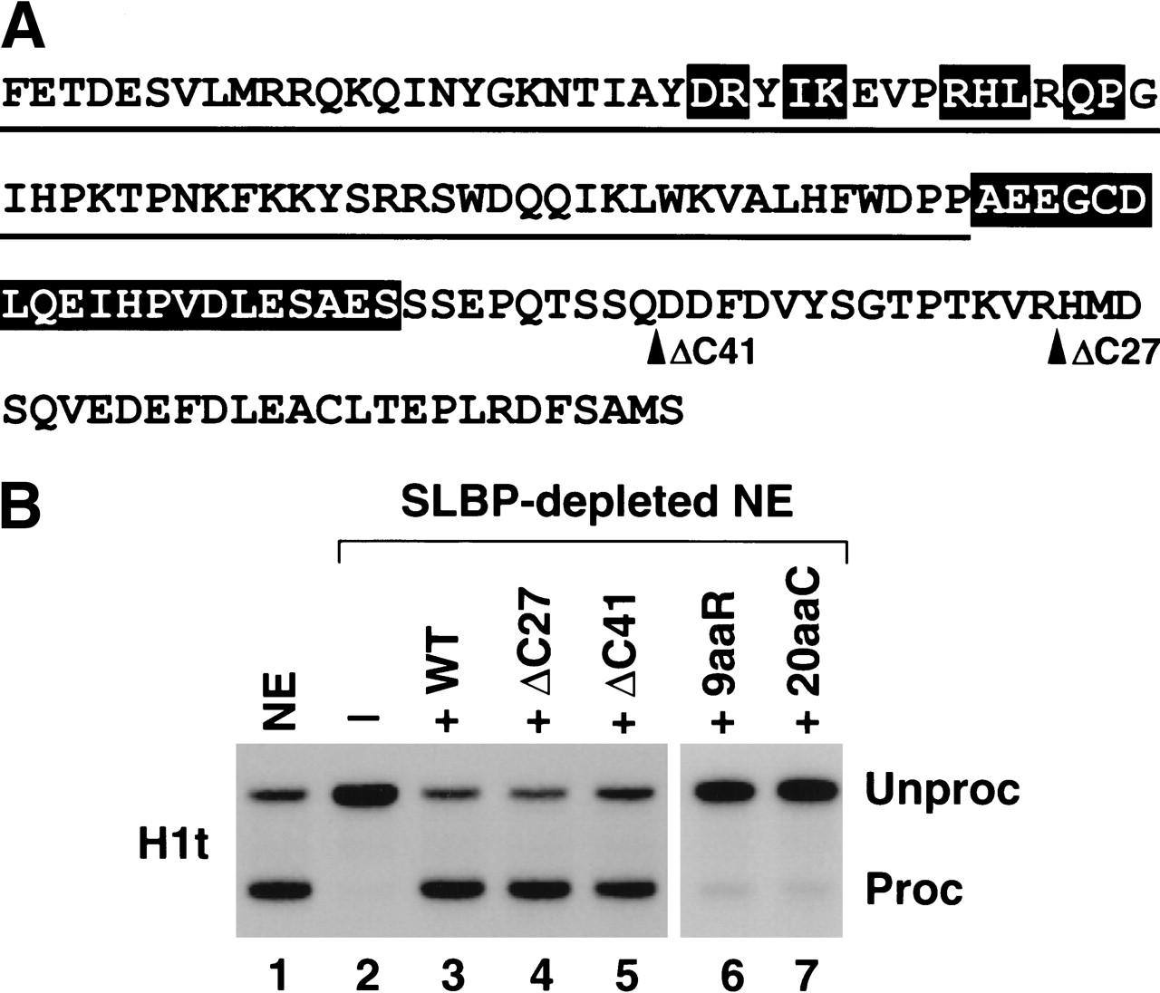 A novel zinc finger protein is associated with U7 snRNP and interacts