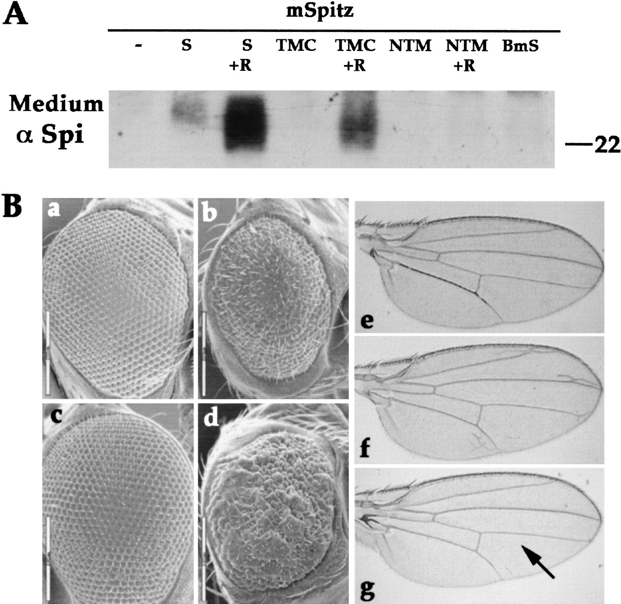 Intracellular trafficking by Star regulates cleavage of the Drosophila