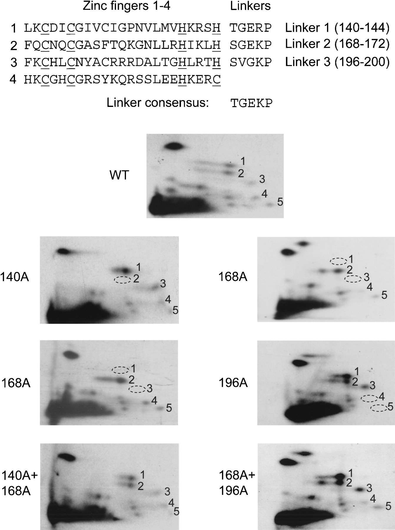 A common mechanism for mitotic inactivation of C2H2 zinc finger DNA