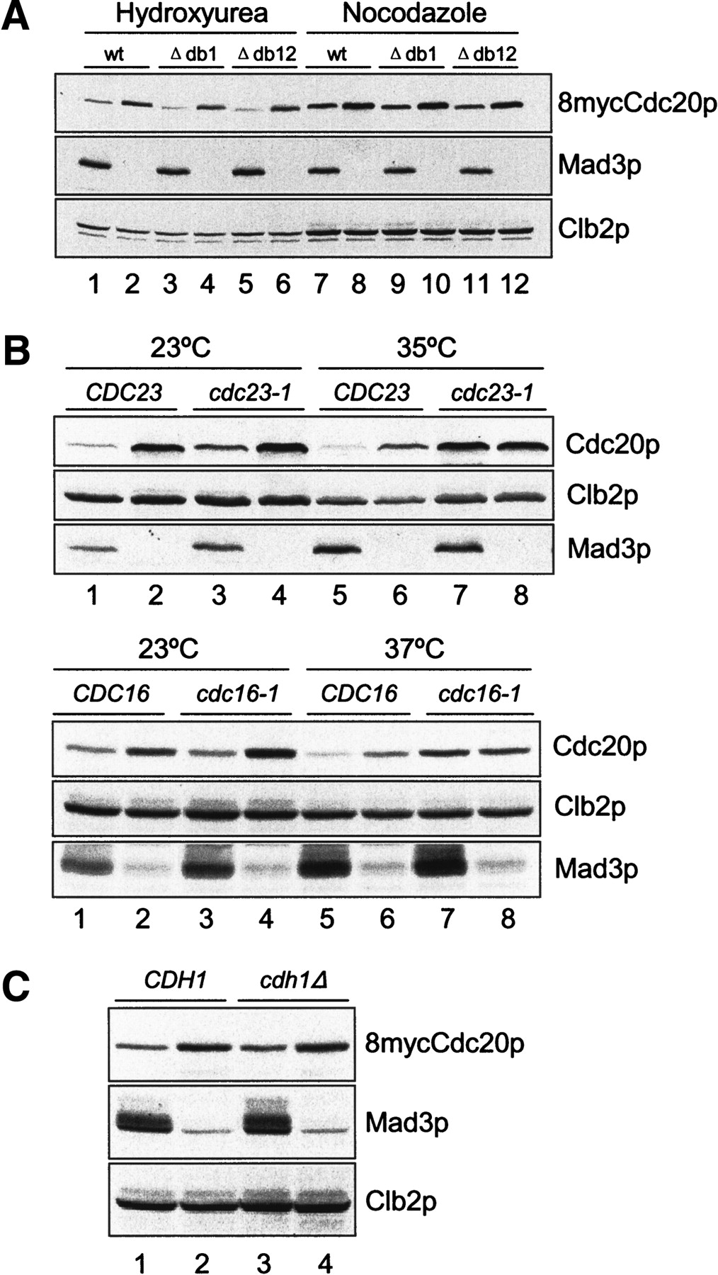 Spindle checkpoint regulates Cdc20p stability in Saccharomyces cerevisiae