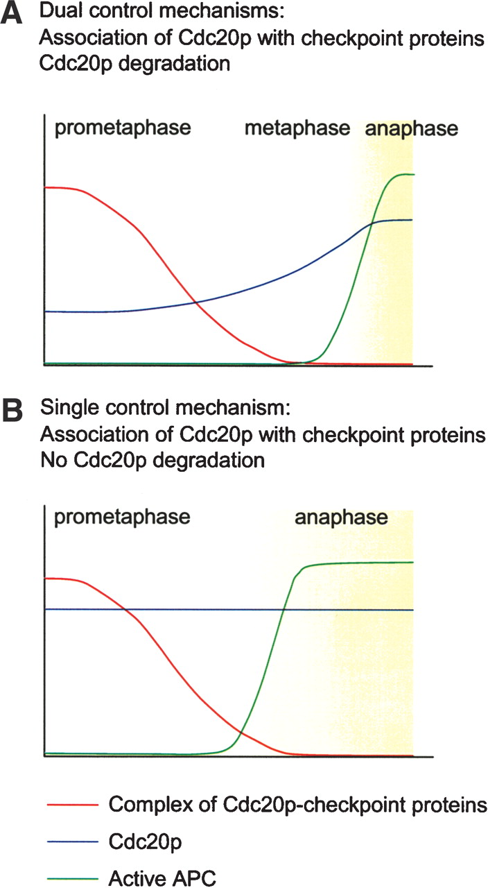 Spindle checkpoint regulates Cdc20p stability in Saccharomyces cerevisiae